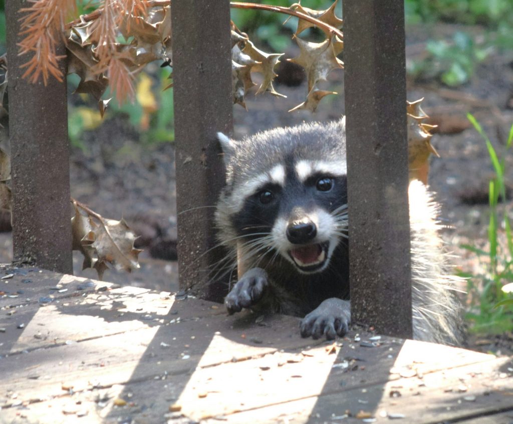 Raccoon looking on porch through banister