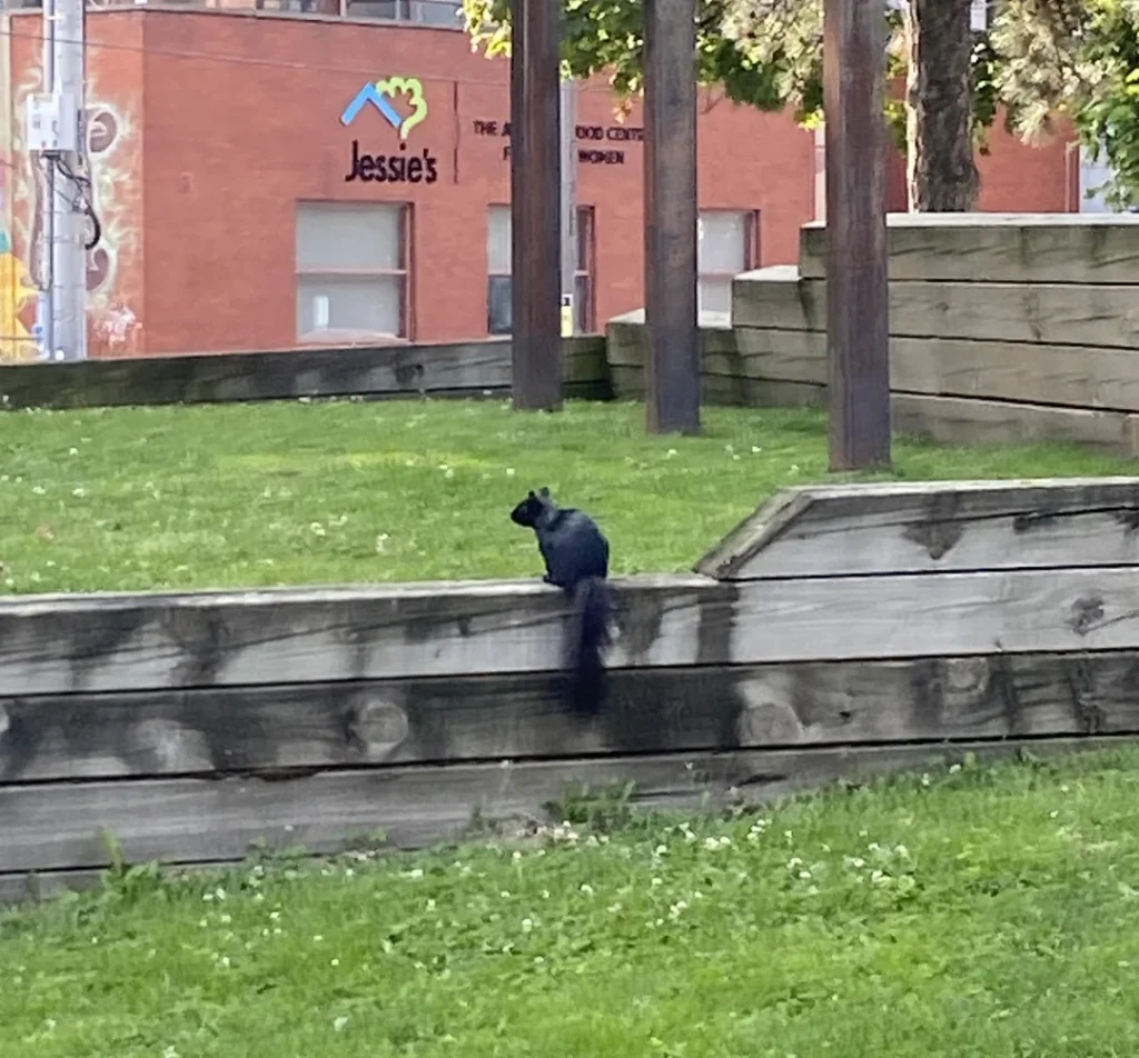 Black squirrel in downtown toronto