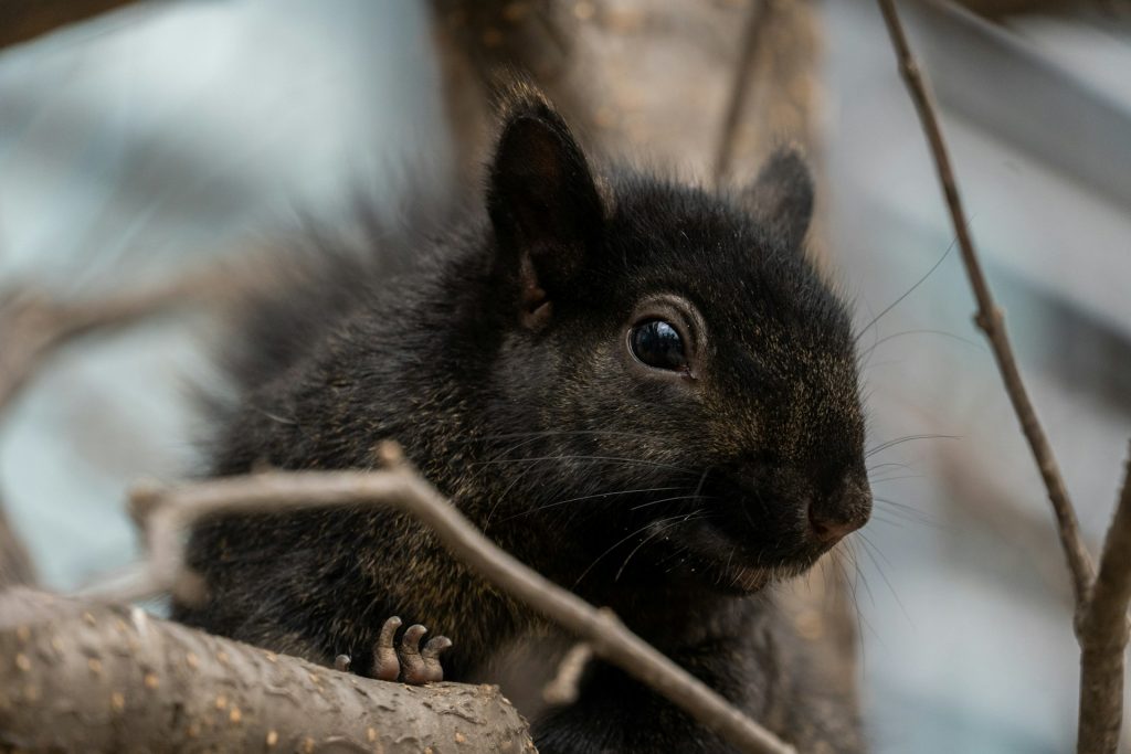 Black squirrel in tree toronto