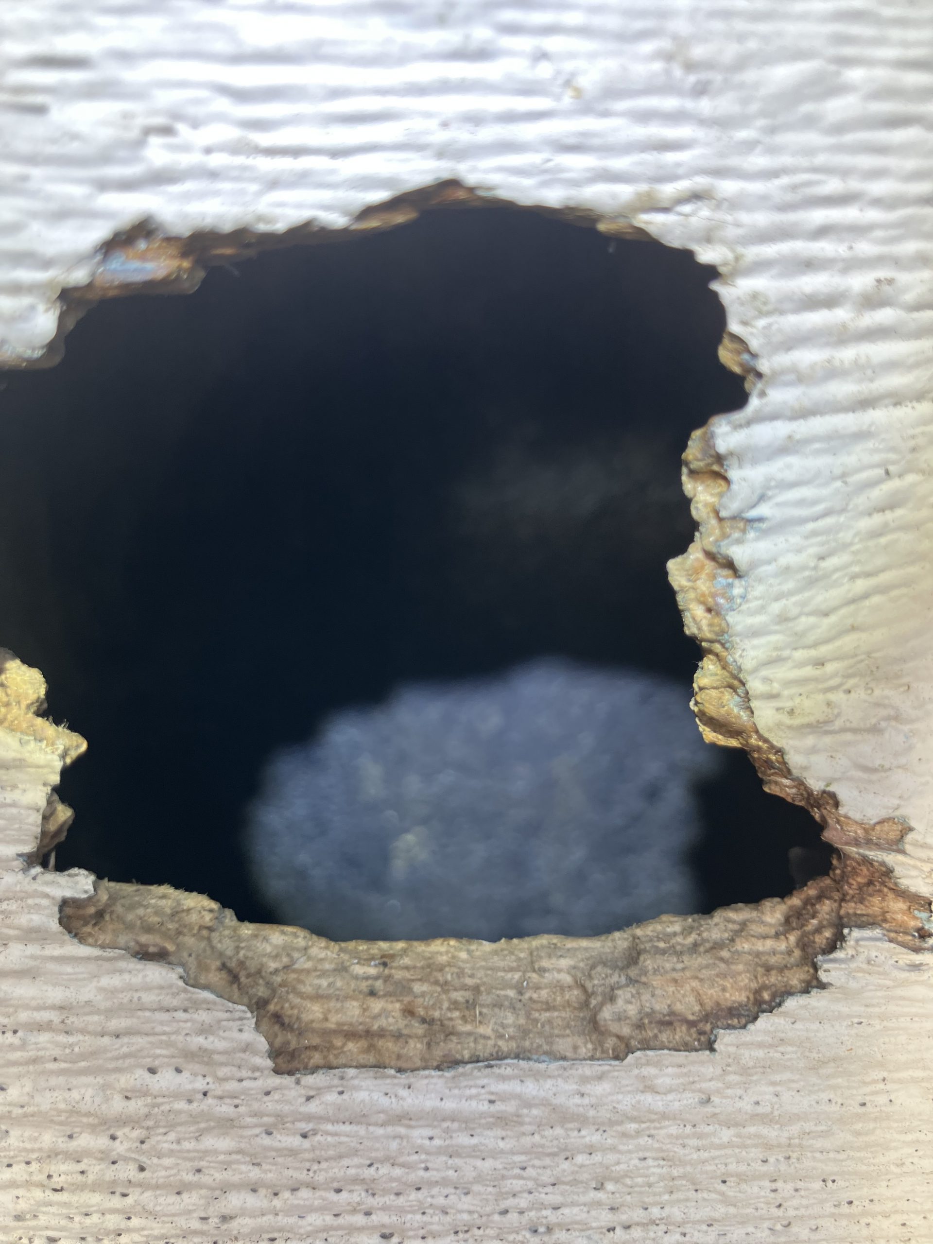 Animal damage to walls