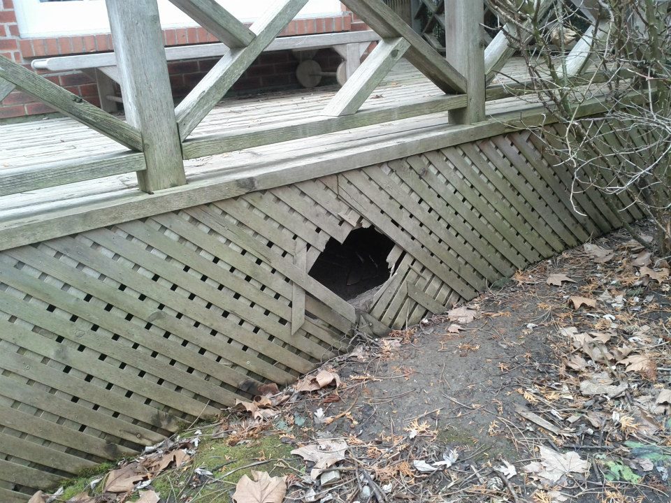 Raccoon under porch