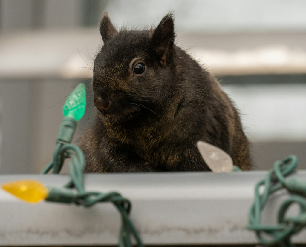 Black squirrel toronto roof holiday lights rectangle