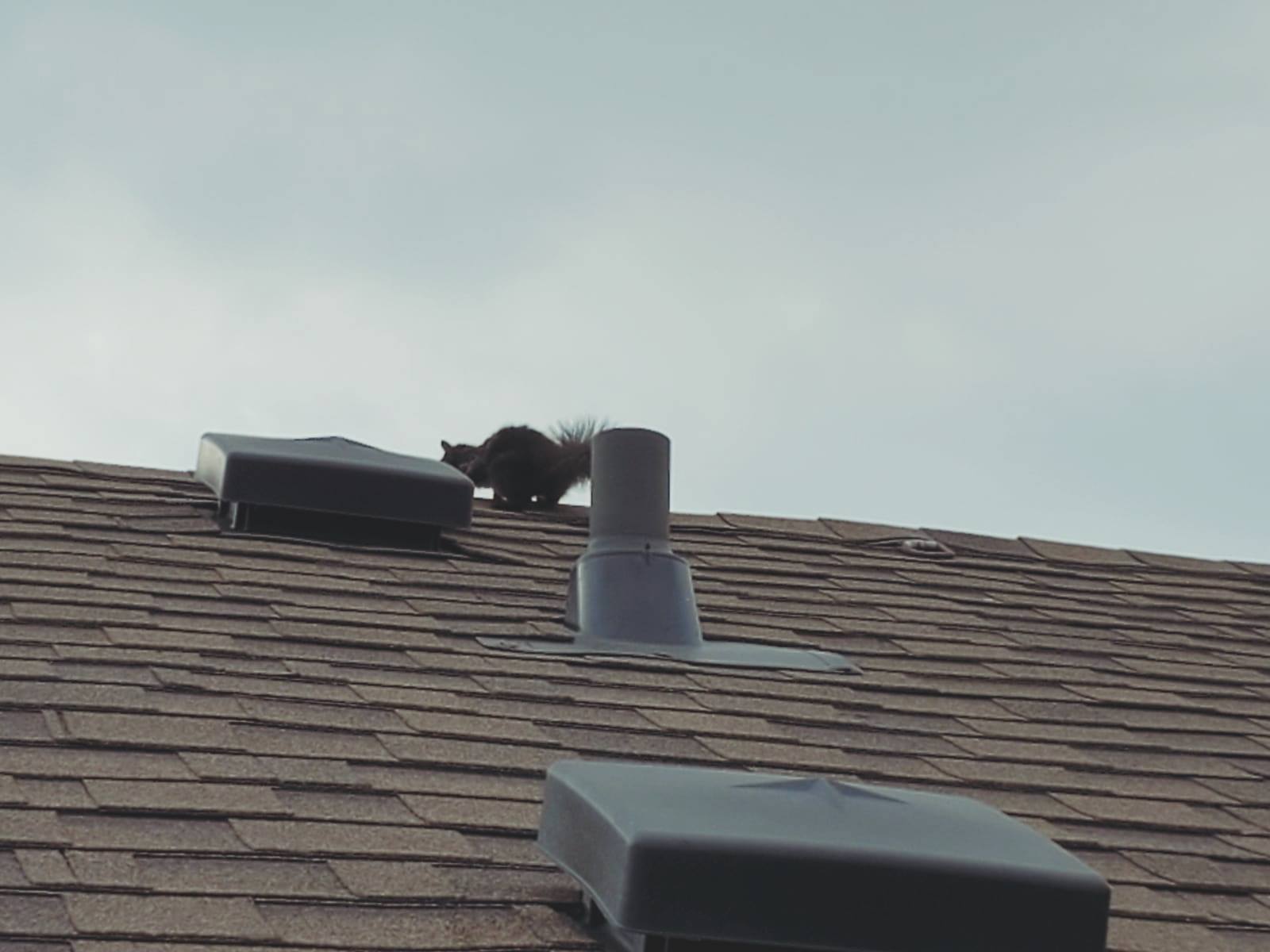 Squirrel on roof