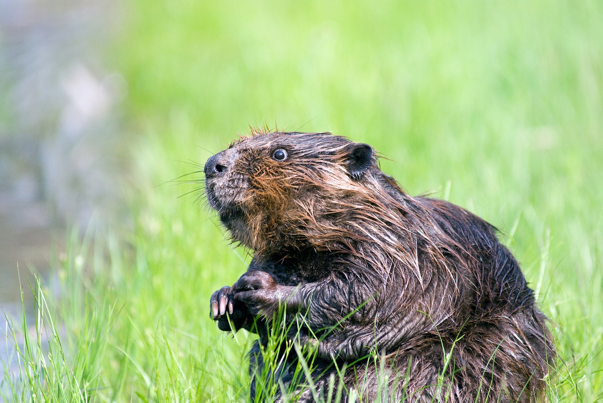 Beaver 1448389 1920 copy